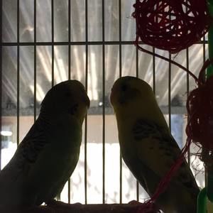 Meet your Posher, Jo ann